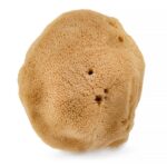 Naturalna gąbka morska 02F 9.5cm Brązowa