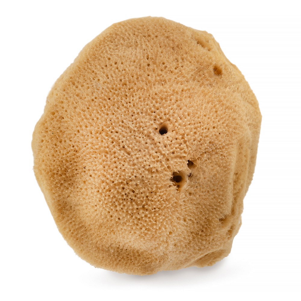 60060231651227523 Naturalna gąbka morska 02F 9.5cm Brązowa - obrazek 1